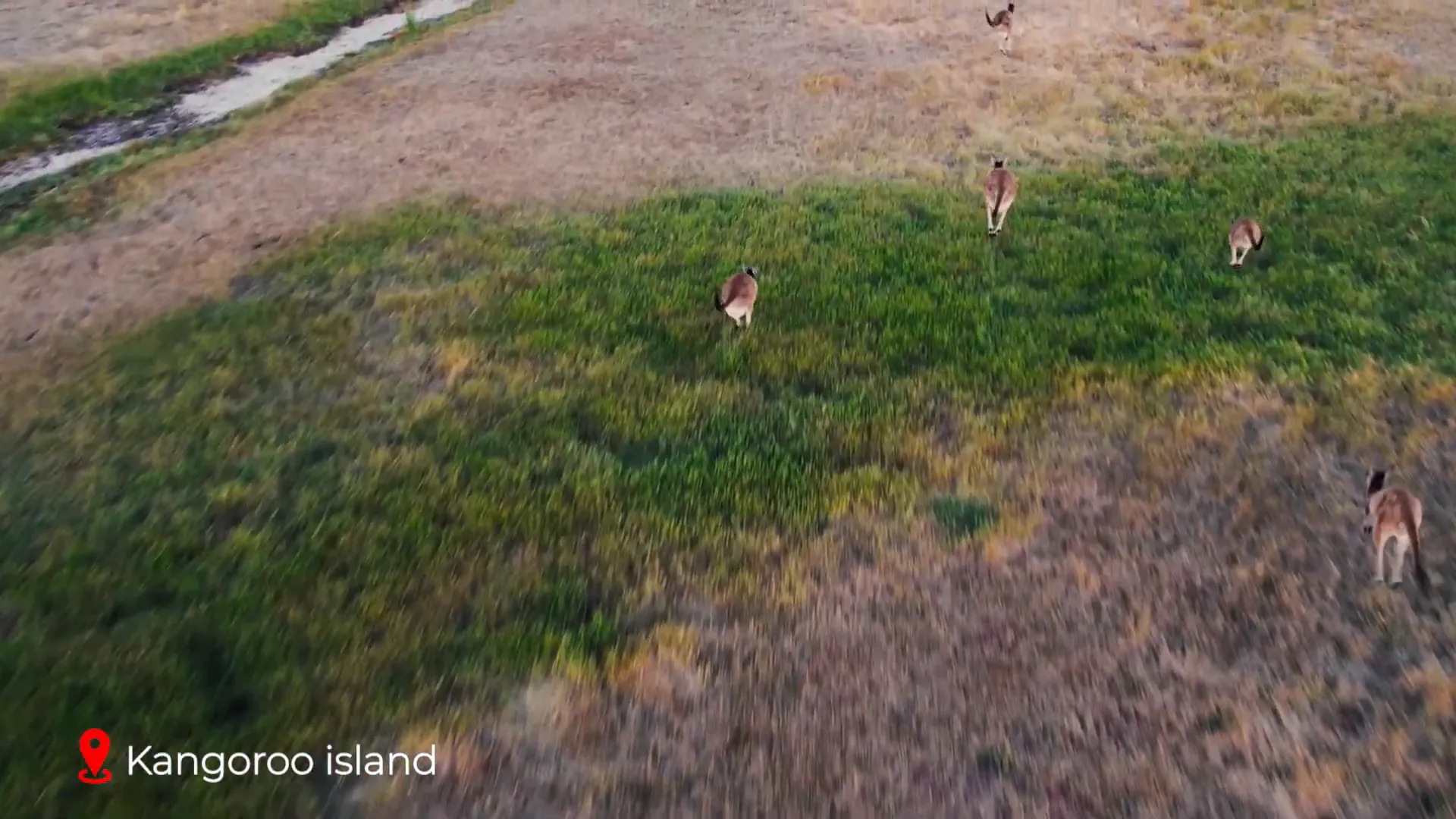 Kangaroo relaxing in open field on Kangaroo Island