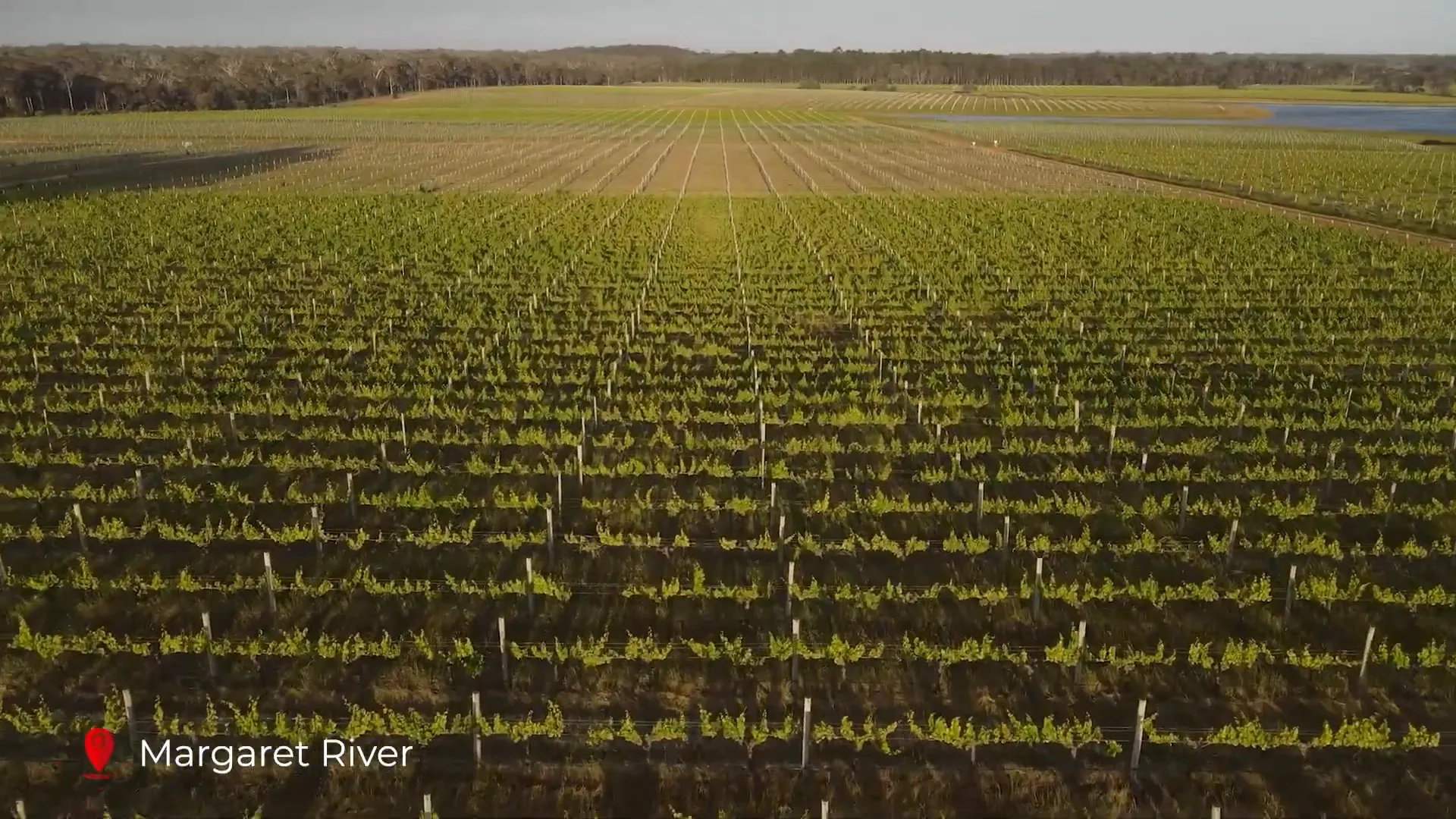 Vineyard rows in Margaret River region with rolling landscape