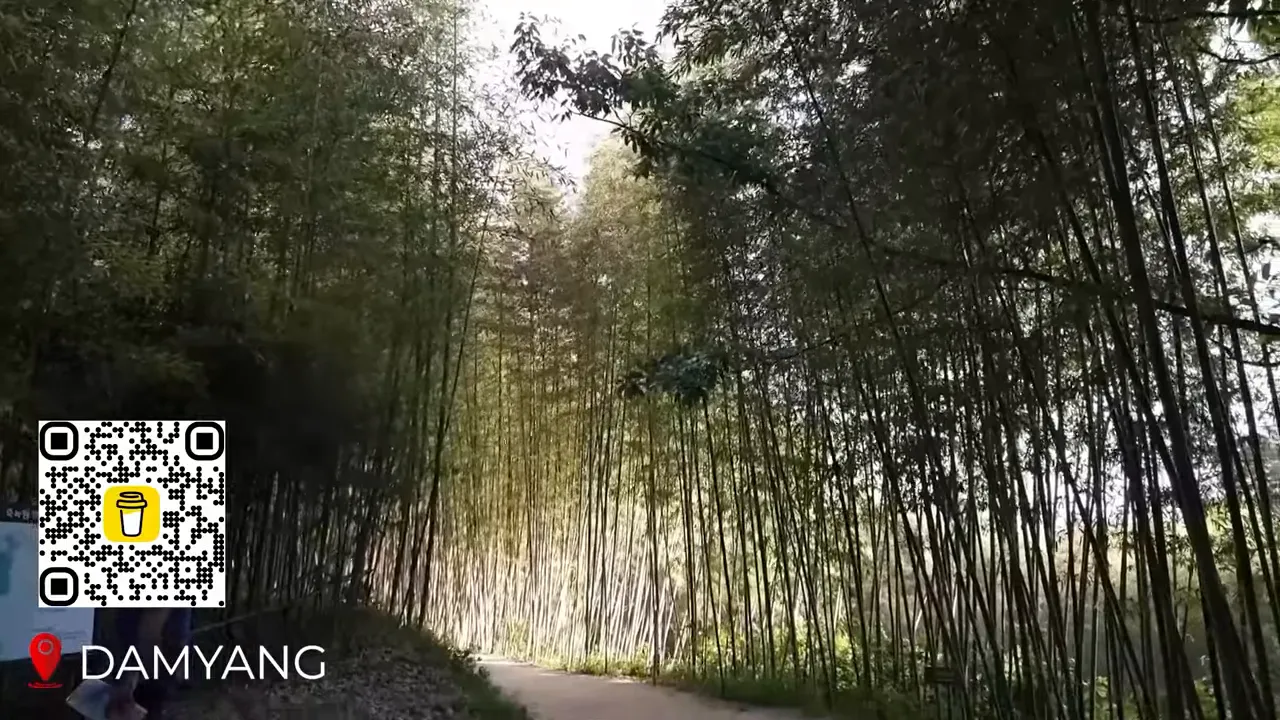 Juknokwon bamboo forest with tall stalks and a winding shaded path
