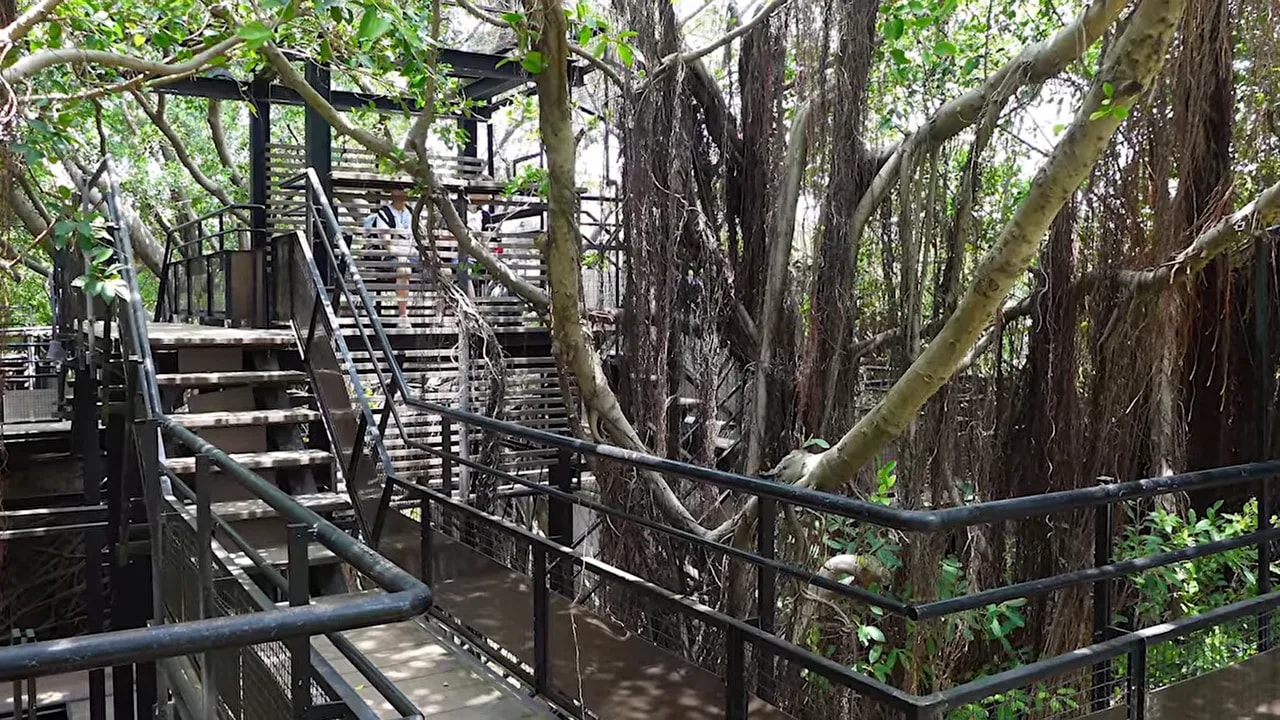 Banyan tree roots growing through wooden structures at Anping Treehouse