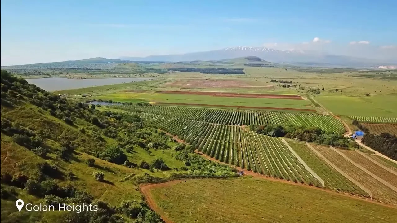 Green vineyard rows spread across rolling hills in the Golan Heights