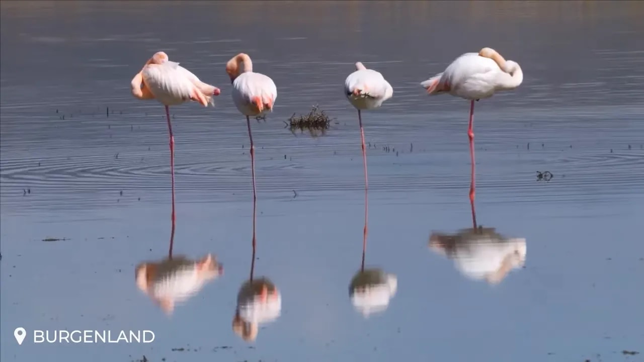 Pink flamingos standing in shallow water at Lake Neusiedl