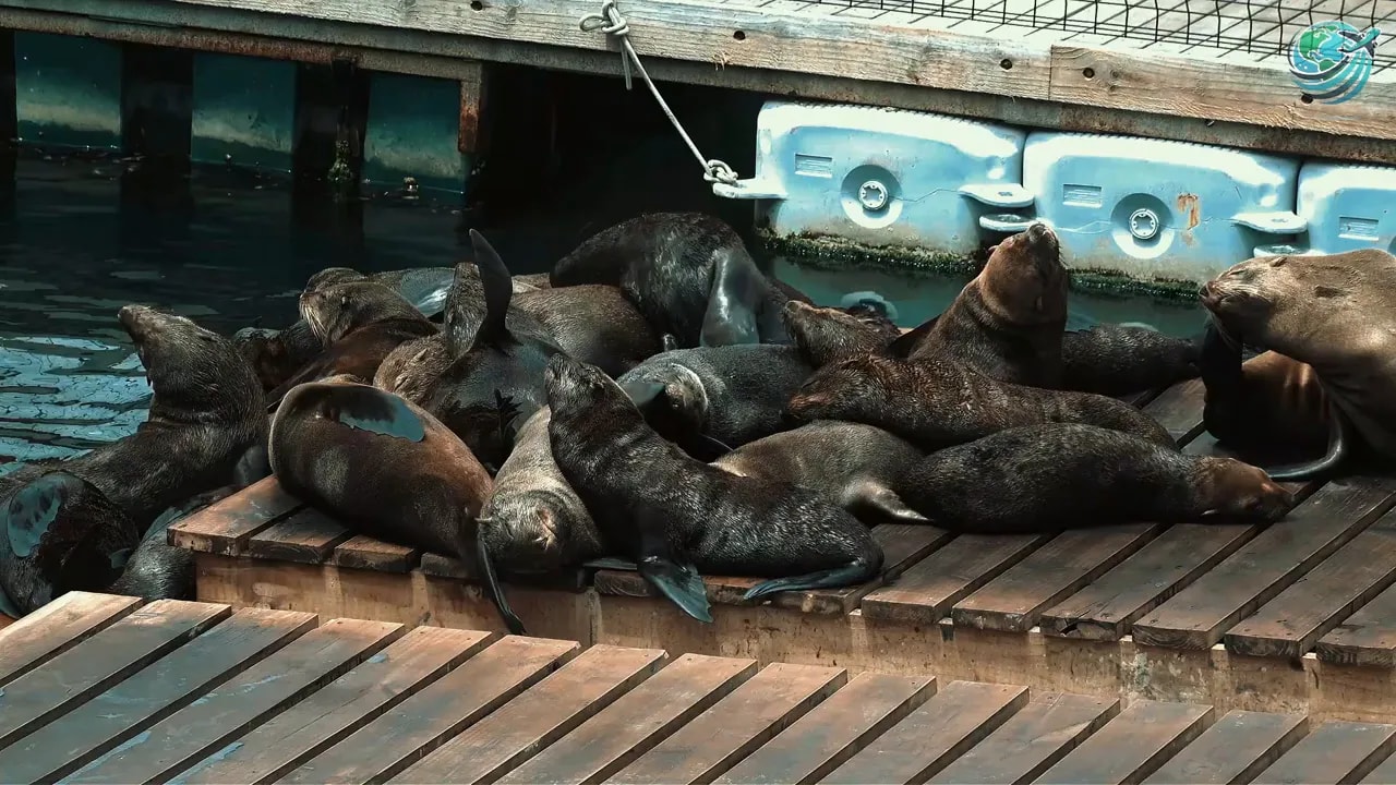 Sea lions resting together on a wooden platform beside the water