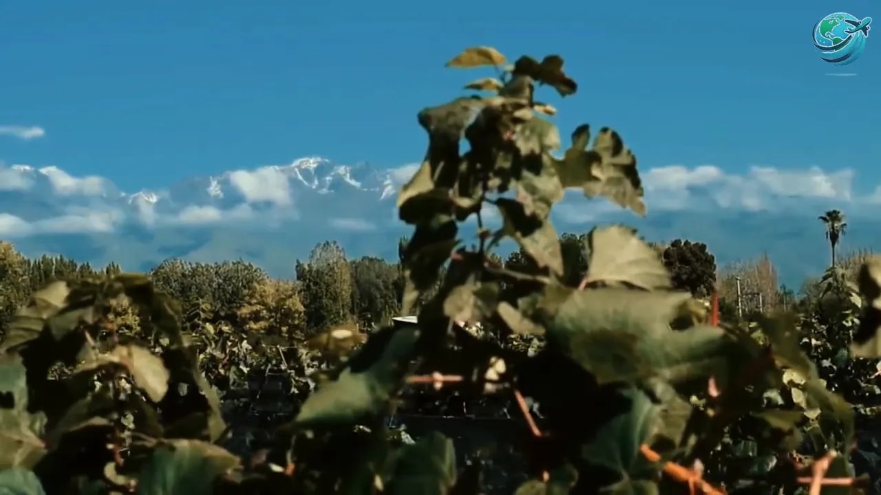 Green vineyard leaves with snow-covered Andes mountains in the distance